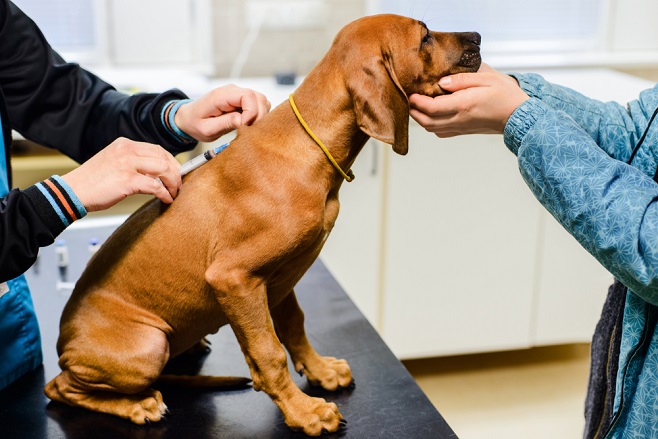 the-benefits-of-a-pet-pharmacy